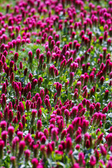 Fototapeta premium Red clover flowers on the field in the background