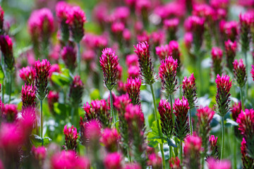 Obraz premium Red clover flowers on the field in the background