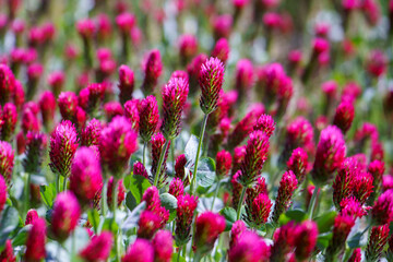 Fototapeta premium Red clover flowers on the field in the background