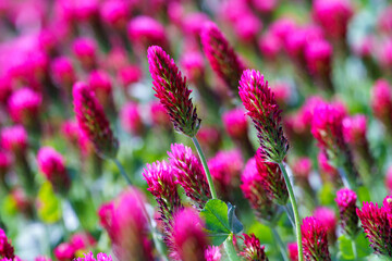 Red clover flowers on the field in the background