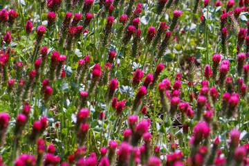 Red clover flowers on the field in the background