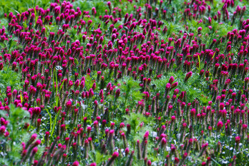 Red clover flowers on the field in the background