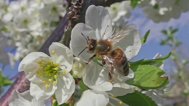 Honeybee collecting pollen from apple blossom. Bee collecting honey. Slow motion of bees flying.
Close up of a bee on a colorful flower collecting nectar on a sunny day. A hardworking bee is at work.