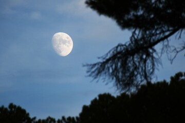 Almost full moon in daytime, close-up of tree crowns and branches.