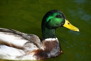 Green-headed duck swimming in a pond.