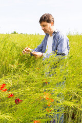 A male farmer checks the quality of sown rapeseed on a sunny summer day, summer field work, a field with rapeseed