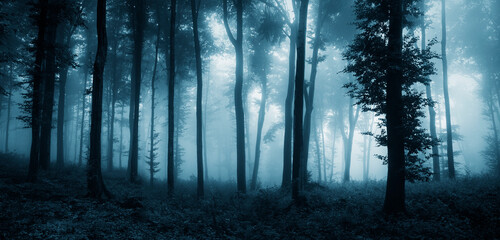 dark fantasy forest in fog, woods landscape panorama