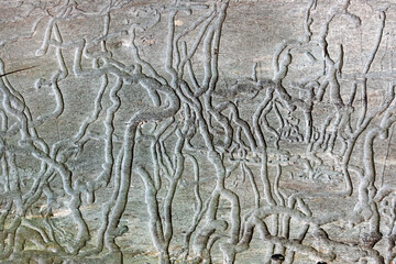 Traces of bark beetles on the surface of old wood close-up. Feeding traces of bark beetles on a dead tree trunk. Natural background with textured pattern