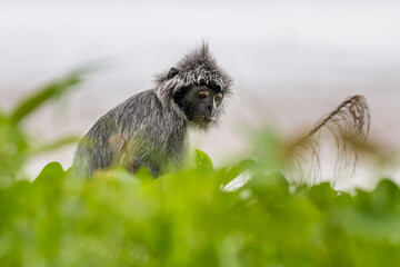 Silvered Leaf Monkey - Trachypithecus cristatus, beautiful primate with silver fur from mangrove...