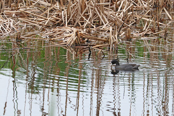 American coot swimming in a pond at Pinckney Island National Wildlife Refuge, South Carolina