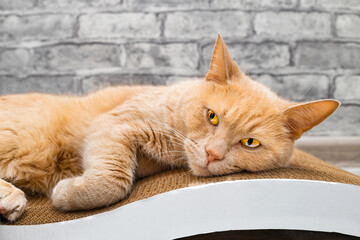 red cat lies on a scratching post.