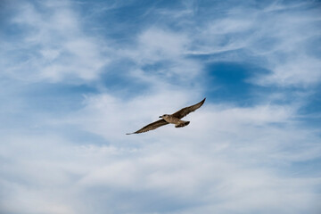 Seagull on blue background. European herring gull, Larus argentatus. Seagull flying in front of...