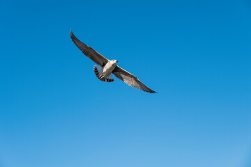 Seagull on blue background. European herring gull, Larus argentatus. Seagull flying in front of...