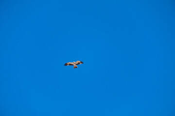 Fototapeta premium Hieraetus pennatus. Booted Eagle in flight with blue sky with clouds in the background.