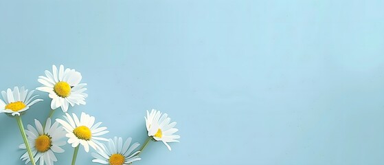 pastel light blue background with daisy flowers in the corner minimalist desktop wallpaper frame plain background with white flowers