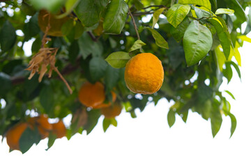 orange tree adorned with plump, Rutaceae family, sun-kissed vibrant citrus fruits, nature's...