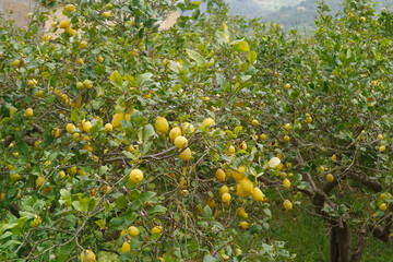 fruits of lemon tree of genus Citrus of Rutaceae family, garden in valley, plantation trees genus Citrus family Rutaceae, healthy food, vitamin c, industrial citrus fruit production