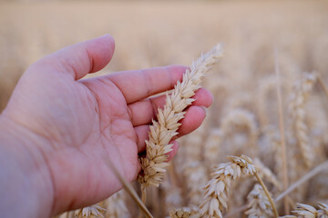farmer, agronomist hands touch ripe, golden ears wheat on field, harvest abundance and nourishment,...
