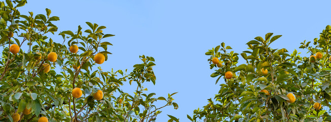 orange tree laden with ripe citrus fruits stands tall amidst lush greenery, Rutaceae family,...