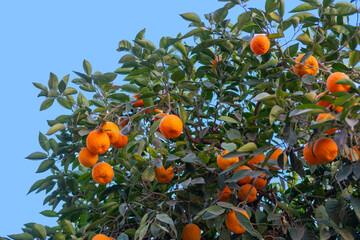 orange tree laden with ripe citrus fruits stands tall amidst lush greenery, Rutaceae family,...