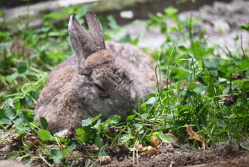 くつろぐうさぎ