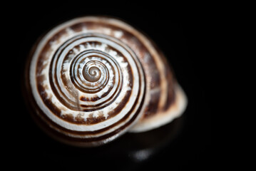 Close-up of the shell of a sea snail. The spirals are clearly visible. The snail shell lies in...