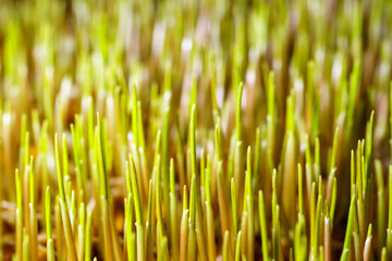 Wheatgrass seedlings close-up, illuminated by the sun. Vegan healthy food.