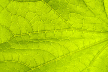 Cucumber leaf background close up. Abstract natural background.