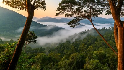 tropical rainforest forest in morning fog