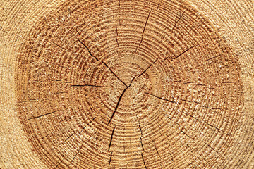 Naklejka premium Texture of sawn logs with growth rings. Natural background.