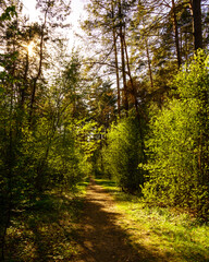 Fototapeta premium Sunbeams streaming through the pine trees and illuminating the young green foliage on the bushes in the pine forest in spring.