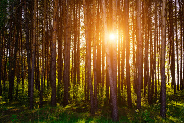 Sunbeams streaming through the pine trees and illuminating the young green foliage on the bushes in...