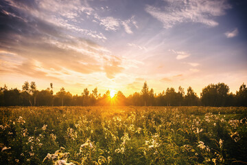 Sunrise on a field covered with wild flowers in summer season with fog and trees with a cloudy sky in morning. Vintage film aesthetic.