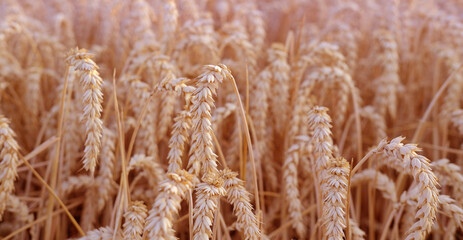 golden ripe ears wheat in warm rays sun close-up, checking quality, summer field, rich harvest...