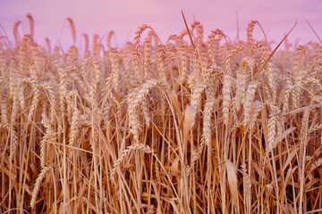 golden ripe ears of wheat in warm rays of sun close-up, checking quality, summer field, concept of...