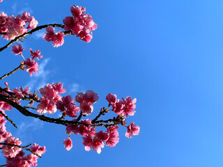 Branch of blooming tree on a blue sky background. Pink cherry blossoms, Buenos Aires, Argentina