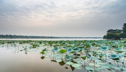 a morning view of a lake with green lotus and the overcast skies