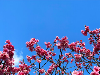 Branch of blooming tree on a blue sky background. Pink cherry blossoms, Buenos Aires, Argentina