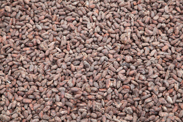 Cocoa during the drying process to make chocolate