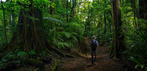 Hiker walking through the rainforest