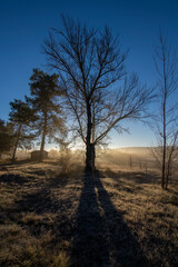 Lonely tree in the sunset