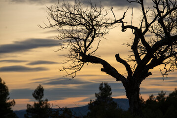 Lonely tree in the sunset