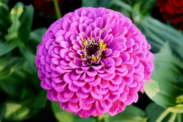 Close up of purple Zinnia flower (Zinnia violacea) with green background. Zinnia flower in the tropical garden is genus of sunflower family. Thailand Zinnia with leaves as background or card.