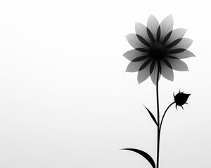 Black and white sunflower on a white background