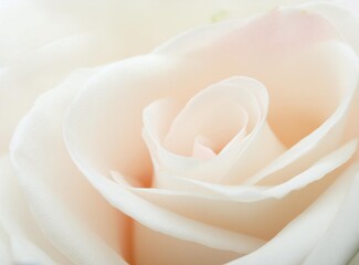 White rose flower closeup background