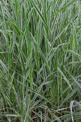 Fototapeta premium green grass background