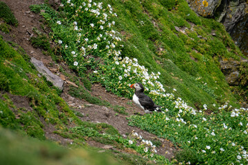 Atlantic puffin the first of the season on Skellig Michael County Kerry Ireland