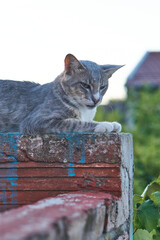 A gray cat lying on a brick wall.