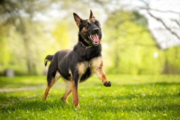 Wesoły owczarek belgijski (malinois) biega po parku podczas spaceru