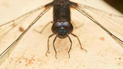 Details of the eyes of a black dragonfly